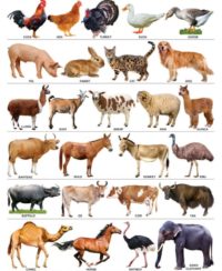 Domestic Animals (Primary 5) - ClassRoom Lesson Notes