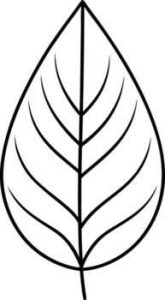 Leaf 