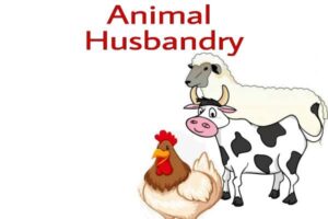 Animal Husbandry SS 2 - Animal Nutrition (Meaning and Classes of Animal  Feed, Source of Animal Feed Stuff and Processing and Marketing of Animal  Products) - ClassRoom Lesson Notes