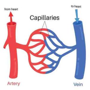 Blood vessels - Arteries, Veins and Capillaries